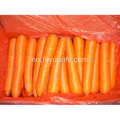 XIAMEN 316 BESTE CARROT